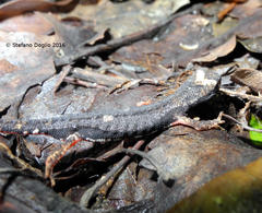 Salamandrina perspicillata