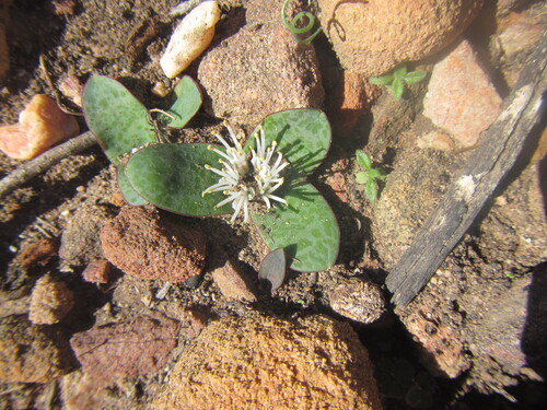 Lachenalia pusilla