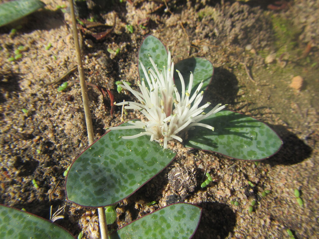 Lachenalia pusilla, West Coast District Municipality, South Africa