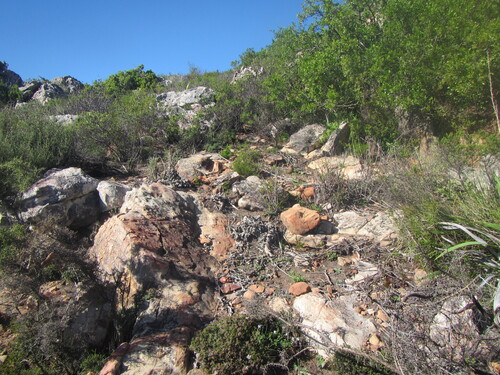 Lachenalia pusilla