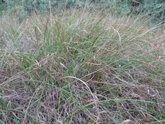 Carex arenaria