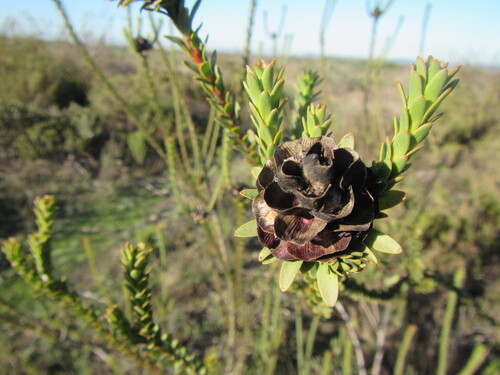 Malmesbury Conebush (Leucadendron thymifolium)
