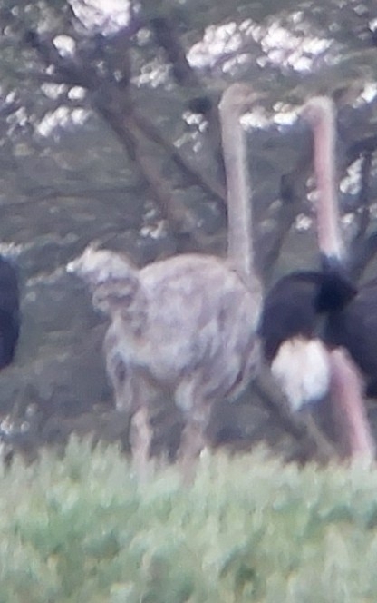 Common Ostrich