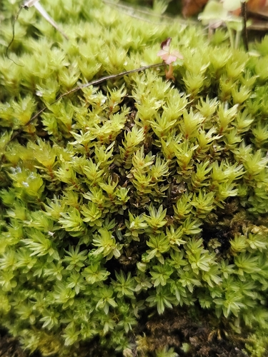 Mnium stellare Hedw.