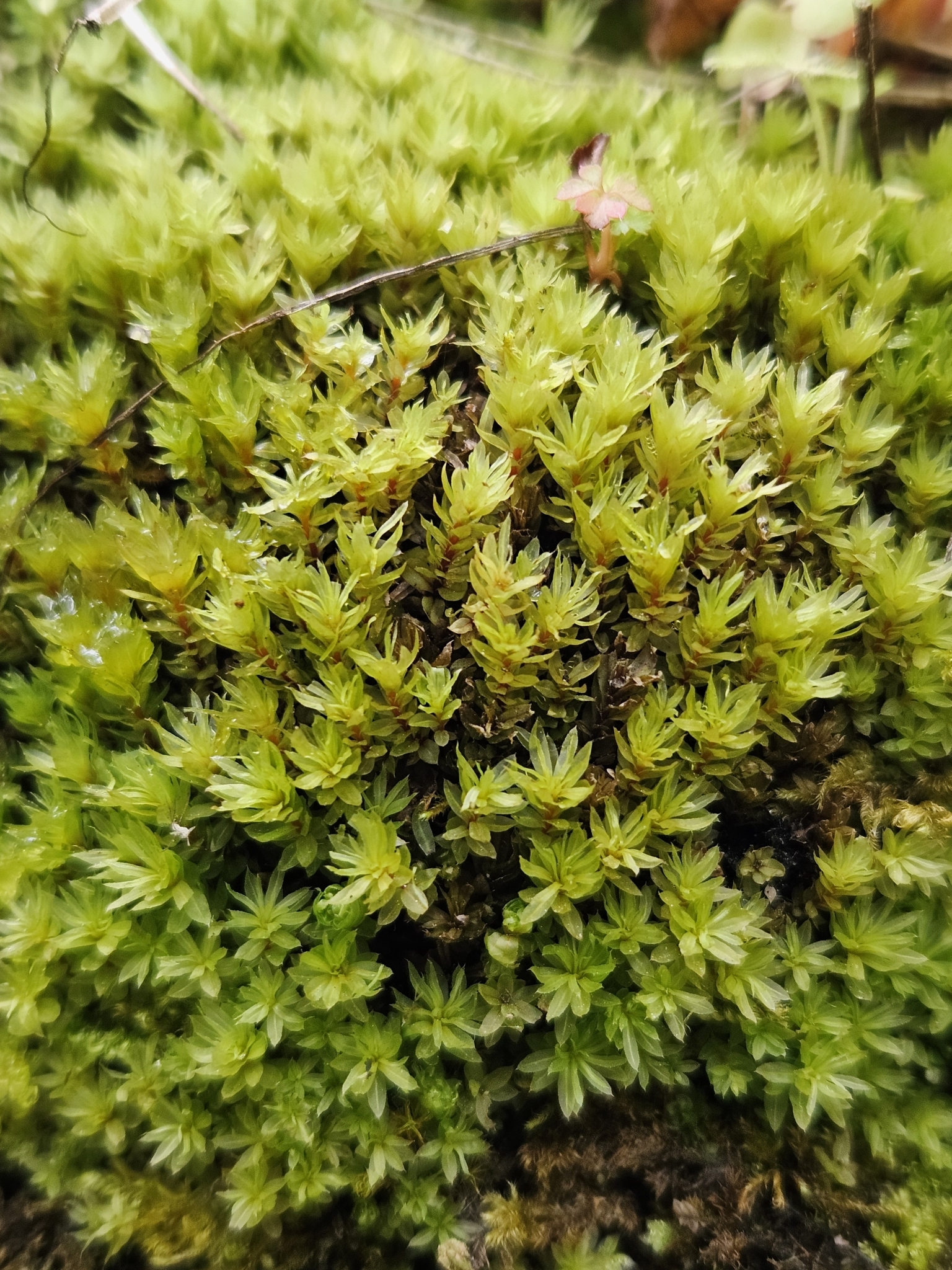 Mnium stellare