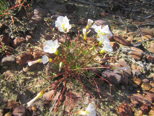 Hairleaf Sorrel (Oxalis capillacea)