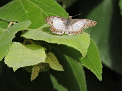 Antigonus emorsa