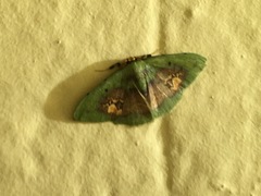 Pyrochlora