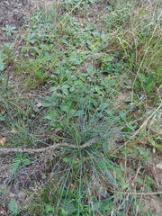Festuca trachyphylla