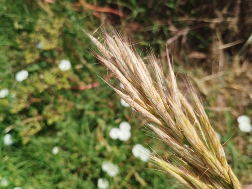 Bromus lanceolatus, photograph 4