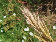 Bromus lanceolatus, photograph (c) Josep Gesti, some rights reserved (CC BY-SA)