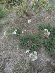 Achillea millefolium