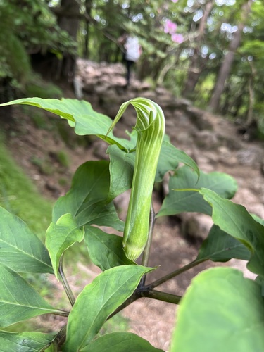 Arisaema tashiroi iNat (1)