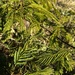 Acacia pentagona
