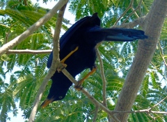 Cyanocorax beecheii