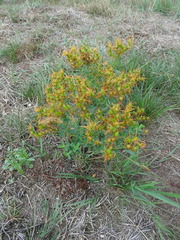 Hypericum perforatum