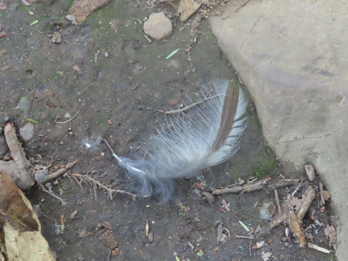 View observation of {o.common_name} on iNaturalist