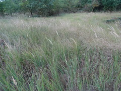Calamagrostis epigejos