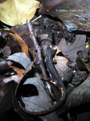 Salamandrina perspicillata