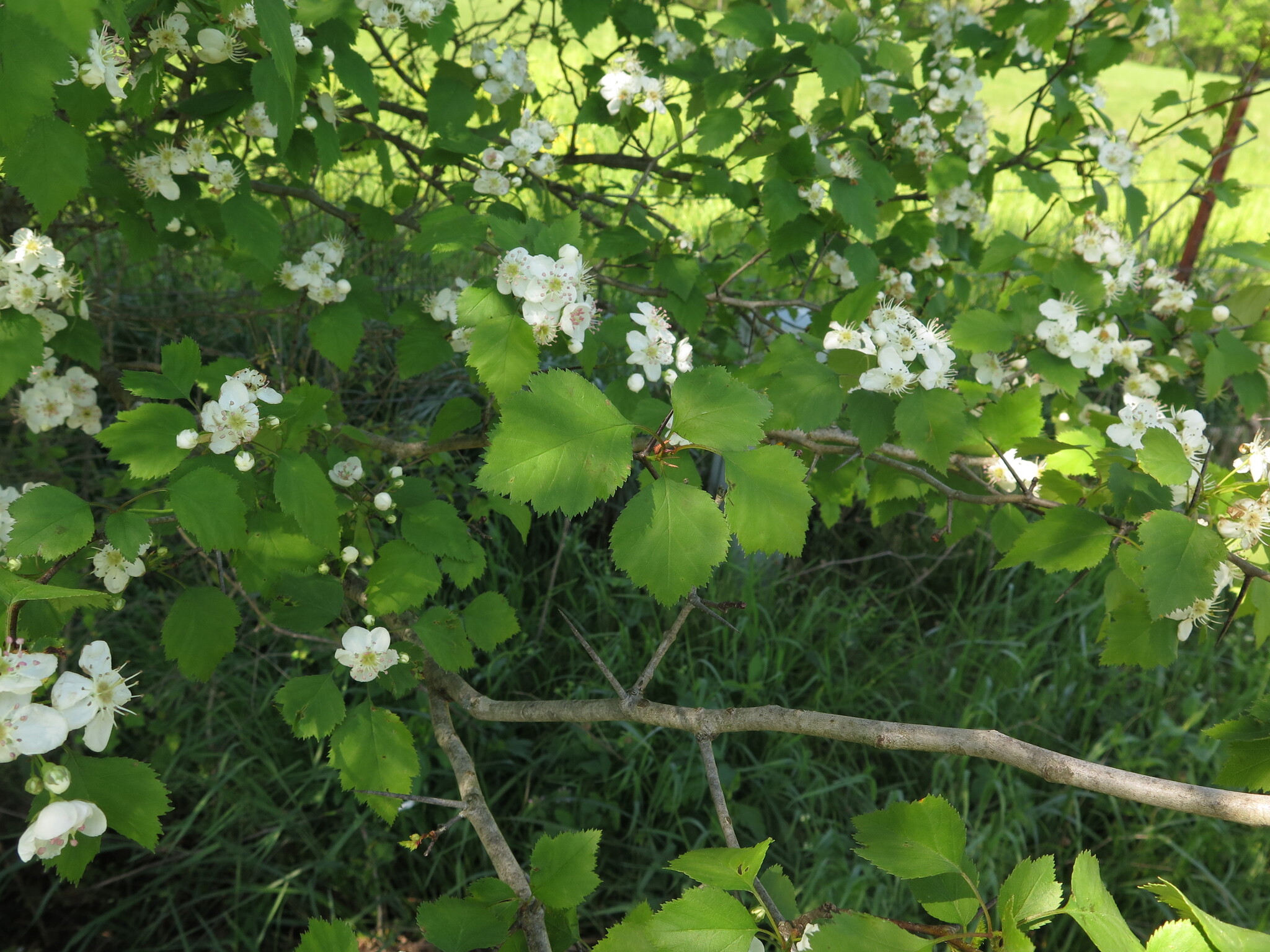 Crataegus pruinosa var. magnifolia