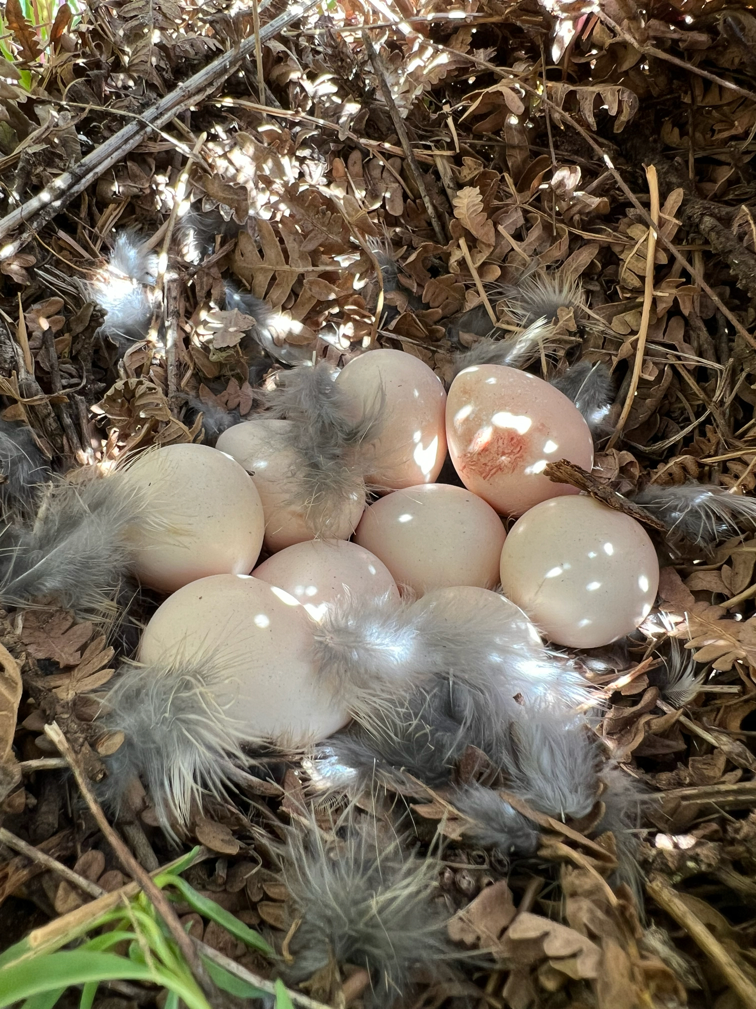 Mountain Quail (Oreortyx pictus)