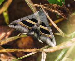 Grammodes
