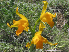 Chloraea alpina