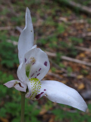 Codonorchis