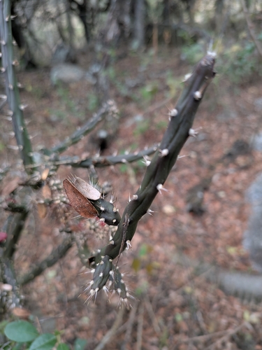 Salmonopuntia salmiana