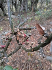 Salmonopuntia salmiana, photograph Bastian Greshake Tzovaras, CC BY, iNaturalist via GBIF