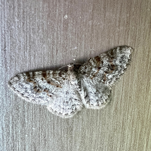 Unadorned Carpet Moth photo 6