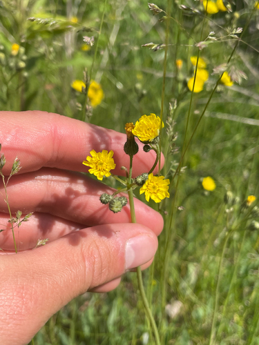 Tall hawkweed (Pilosella piloselloides)