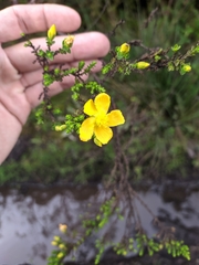 Hypericum goyanesii