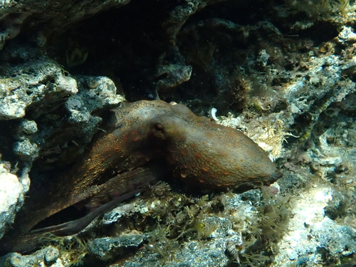 Octopus vulgaris