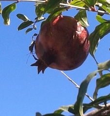 Leptoglossus zonatus