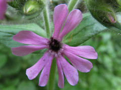 Microbotryum silenes-dioicae