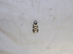 Thallarcha trissomochla