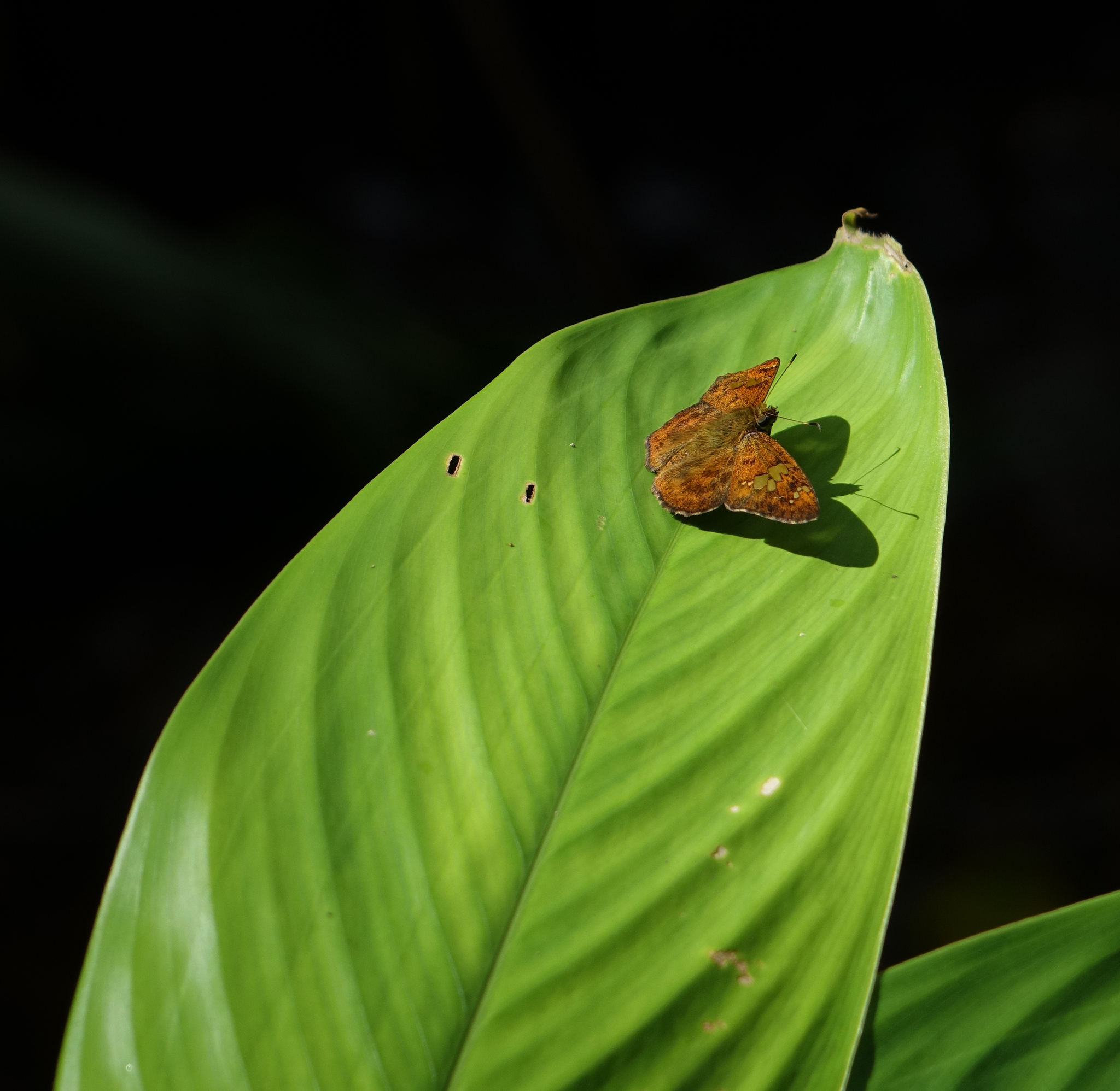 Fulvous Pied Flat
