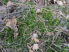 Pleurozium schreberi