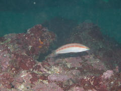 Suezichthys gracilis