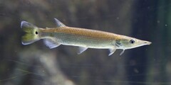 Gar Characin photo 1