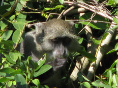 Cercopithecus mitis erythrarchus
