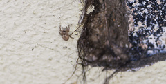 Mexigonus