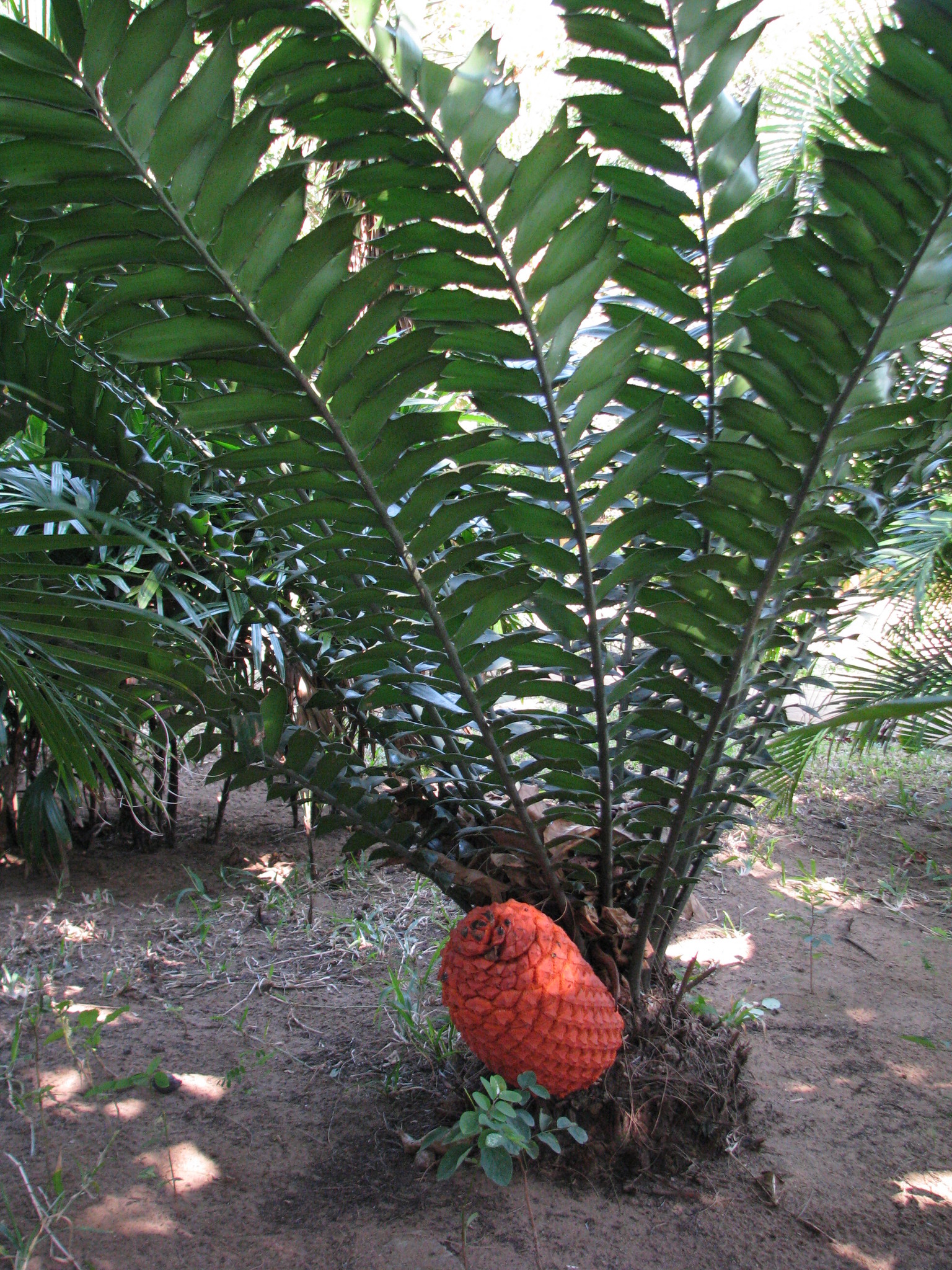 Encephalartos ferox