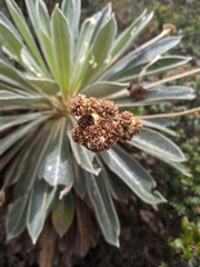 Espeletia rabanalensis