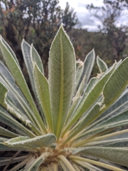 Espeletia rabanalensis