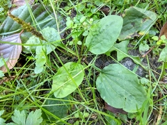 Plantago major