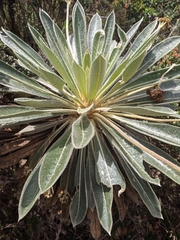 Espeletia rabanalensis