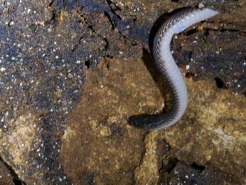 Achalinus yunkaiensis