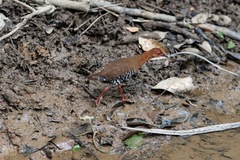 Rallina fasciata